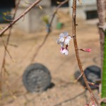 花が咲きました！