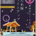 【お知らせ】實相寺さくらまつり　しだれ桜ライトアップ